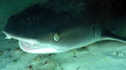 A happy White Tip Reef Shark, Ningaloo Reef by Penny Murphy 